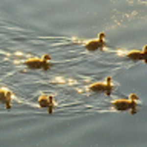 Meet your Posher, Iris